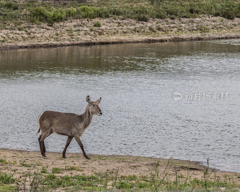 在南非克鲁格NP的一个小湖里，一只名叫Kobus ellipsiprymnus的雌性水羚正在散步